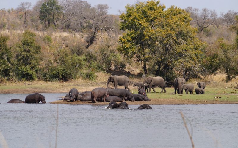 éléphants et hippopotames, parc kruger, afrique du sud