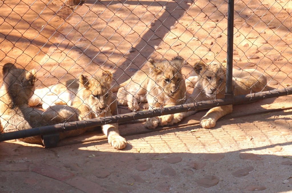 lionceaux, ukutula, afrique du sud