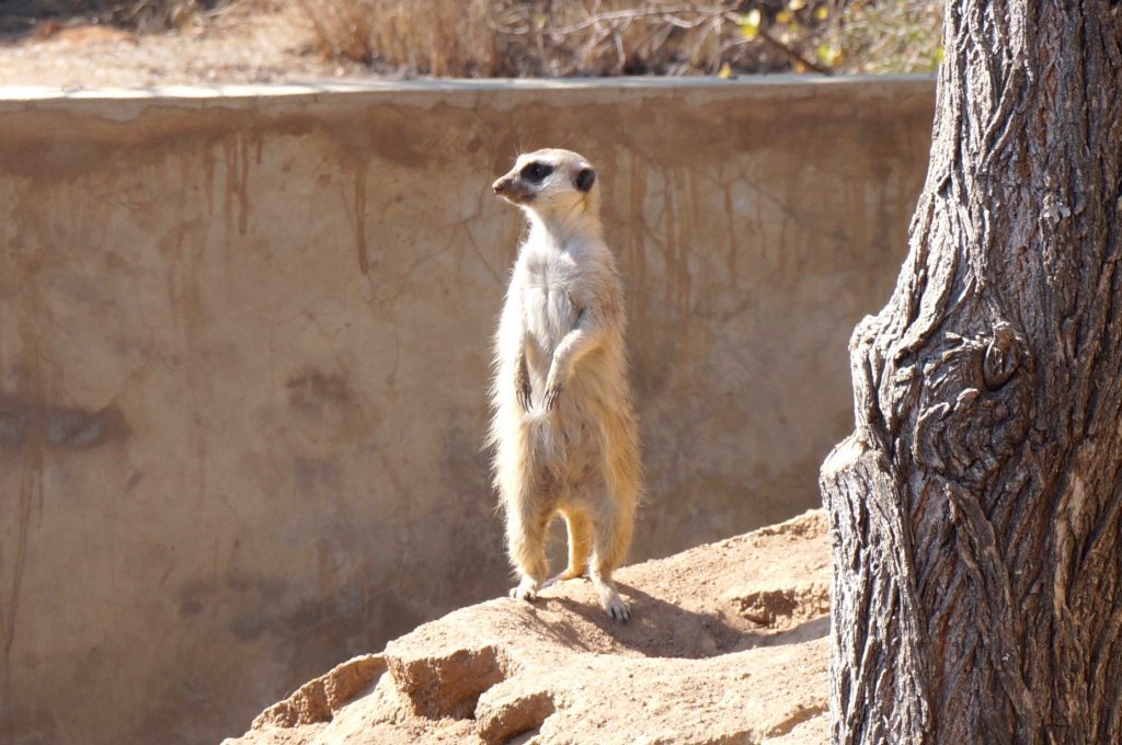 suricate, ukutula, afrique du sud