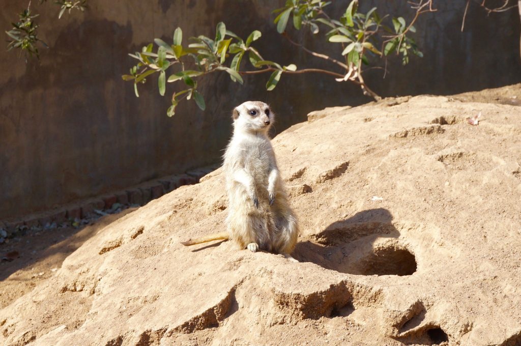 suricate, ukutula, afrique du sud