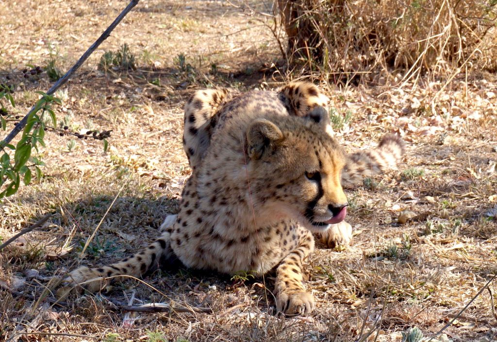 guépard, ukutula, afrique du sud