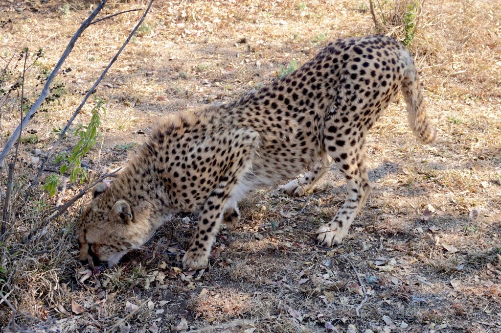 guépard, ukutula, afrique du sud