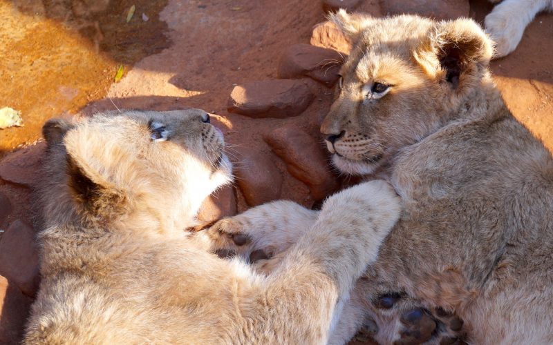 lionceaux, ukutula, afrique du sud