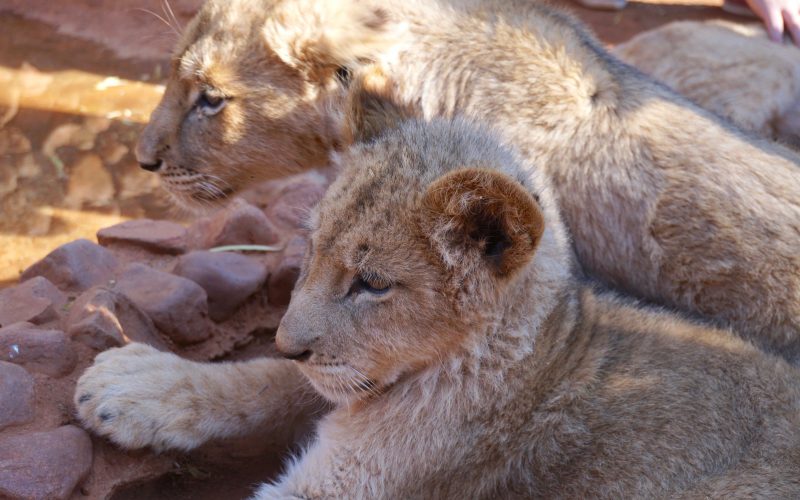 lionceaux, ukutula, afrique du sud