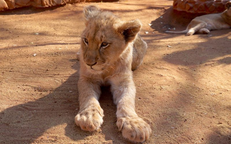 lionceaux, ukutula, afrique du sud