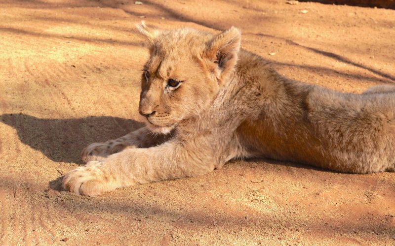 lionceaux, ukutula, afrique du sud