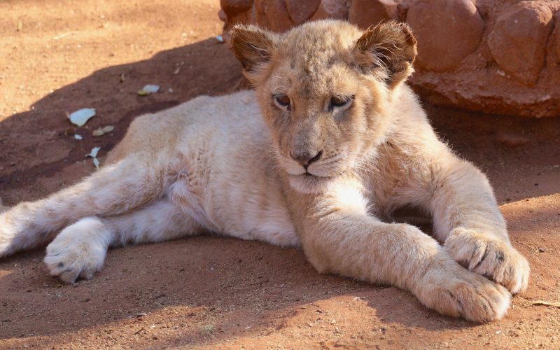 lionceaux, ukutula, afrique du sud