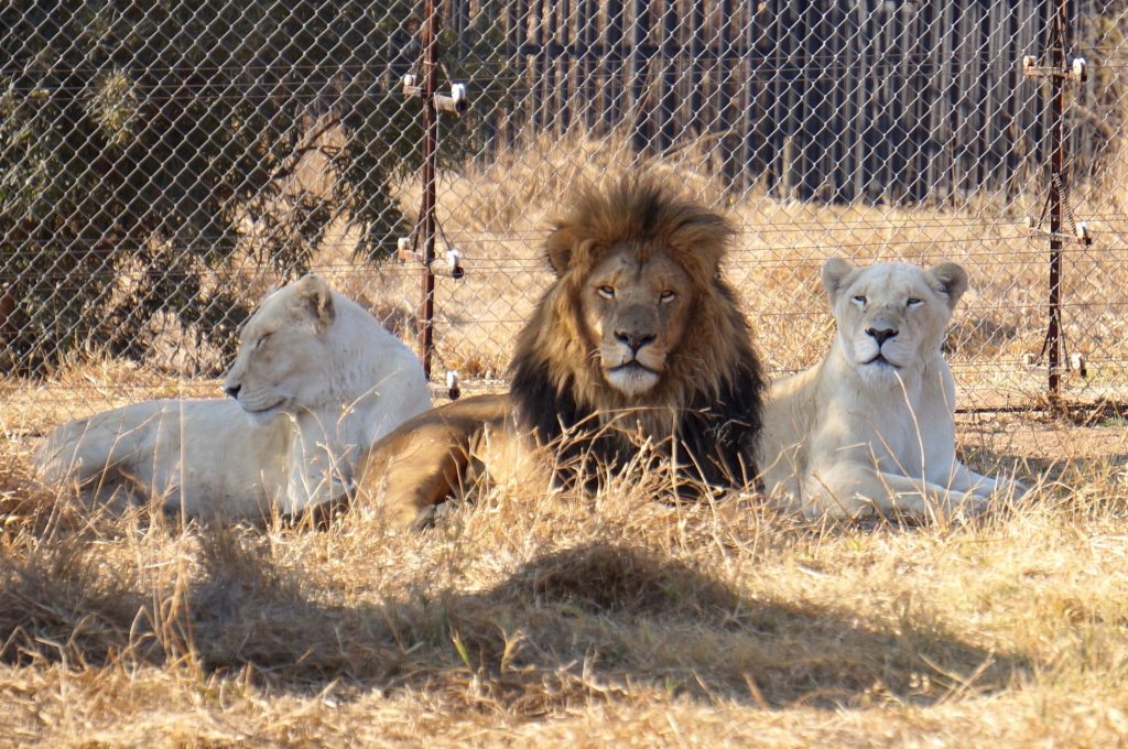 lions, ukutula, afrique du sud