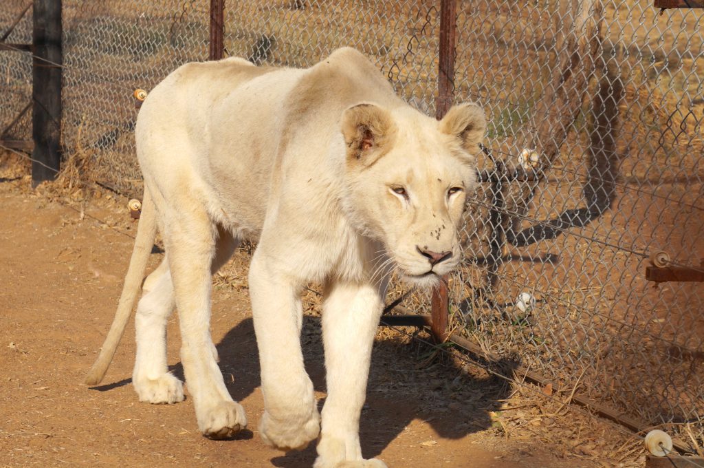 lionne blanche, ukutula, afrique du sud