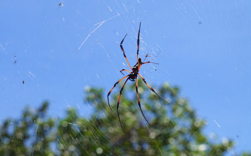 araignée, la digue, seychelles