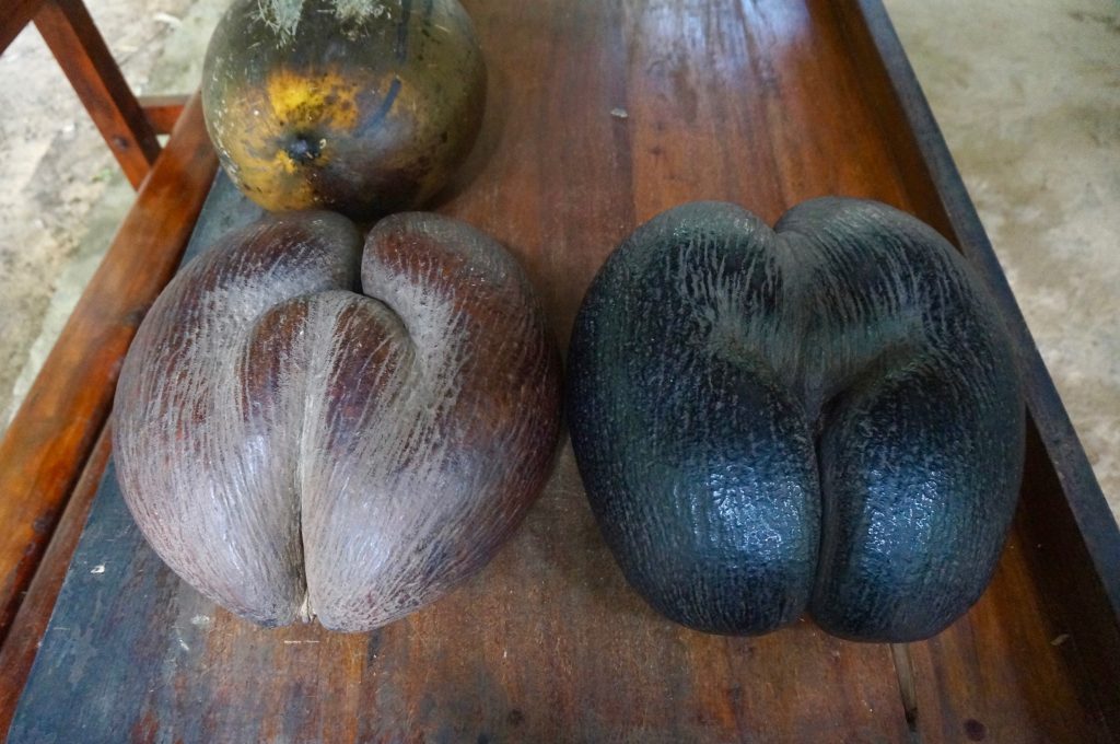 coco fesse, praslin, seychelles