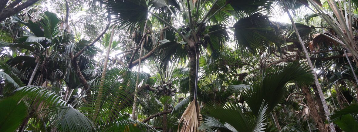 Vallée de Mai, Praslin, Seychelles