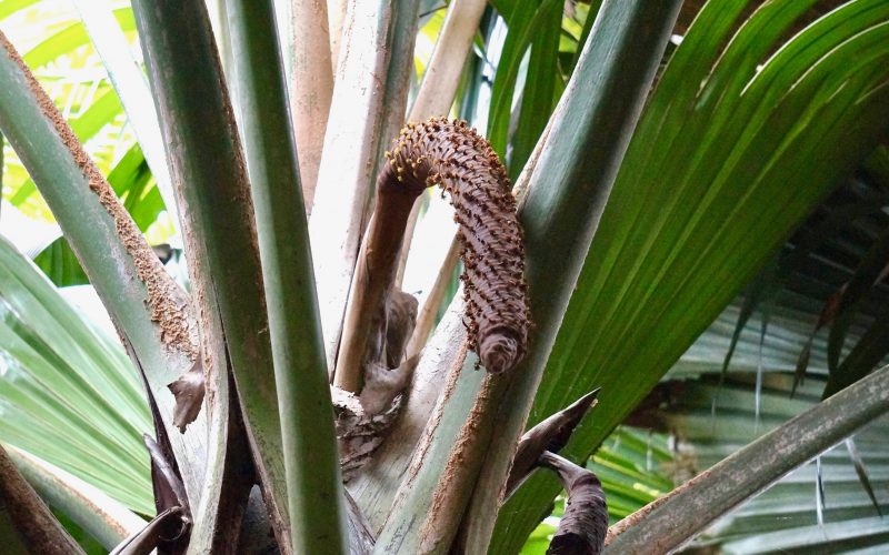 Coco de Mer mâle, Vallée de Mai, Praslin