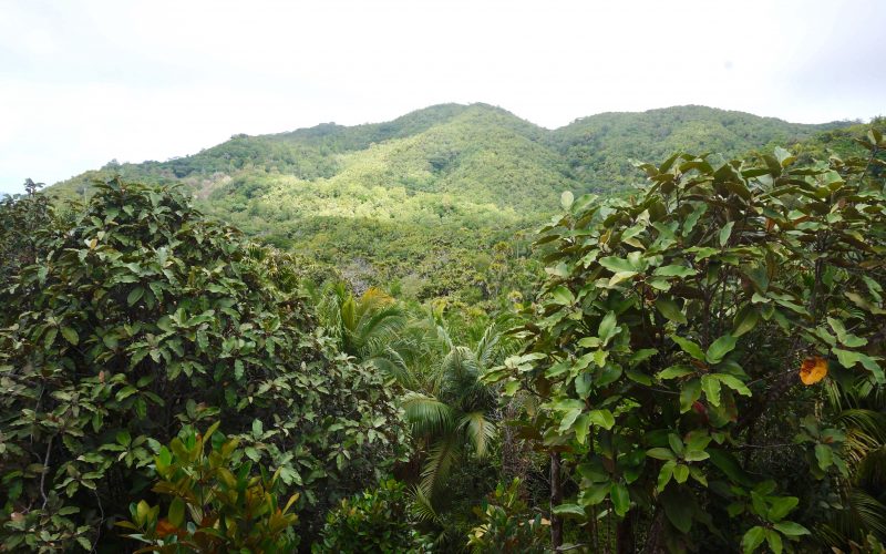 belvédère, vallée de mai, praslin, seychelles