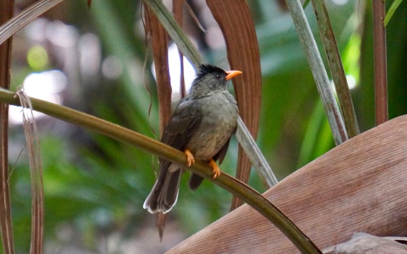 oiseau boulboul, vallée de mai, praslin, seychelles