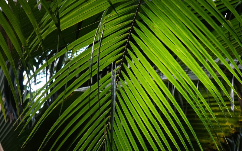 vallée de mai, praslin, seychelles