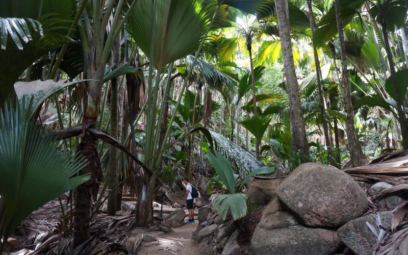 vallée de mai, praslin, seychelles