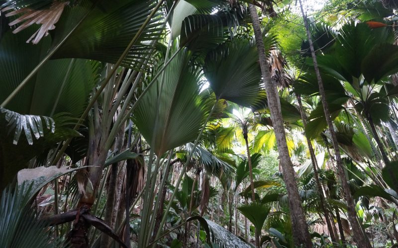 Vallée de Mai, Praslin, Seychelles