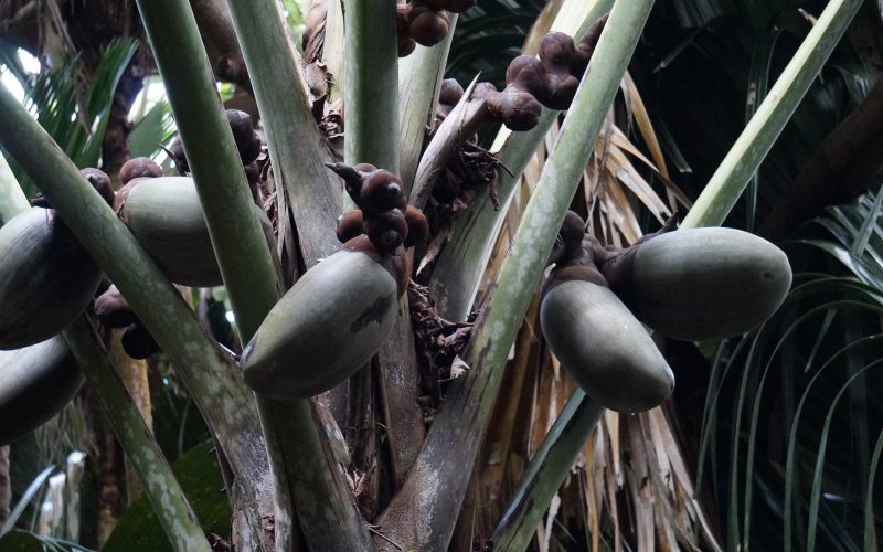 Coco de Mer femelle, Vallée de Mai, Praslin