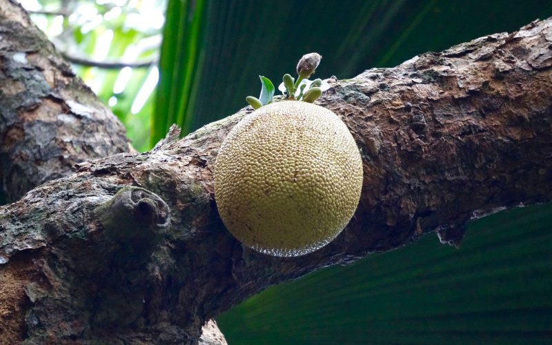 jacquier, vallée de mai, praslin, seychelles