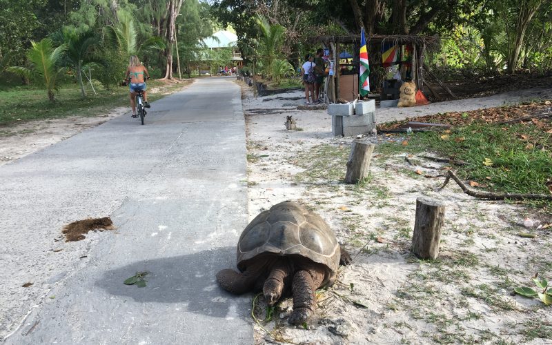 tortue géante, la digue, seychelles