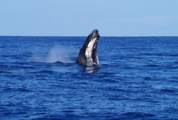 voir des Baleines réunion