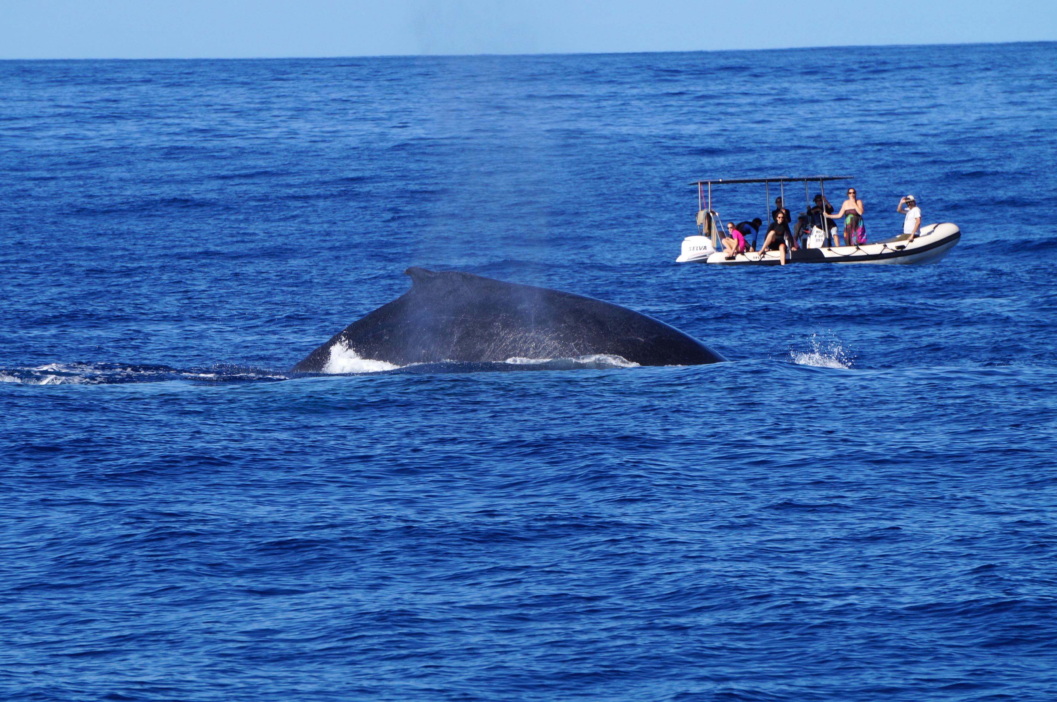 baleine à bosse, île de la réunion
