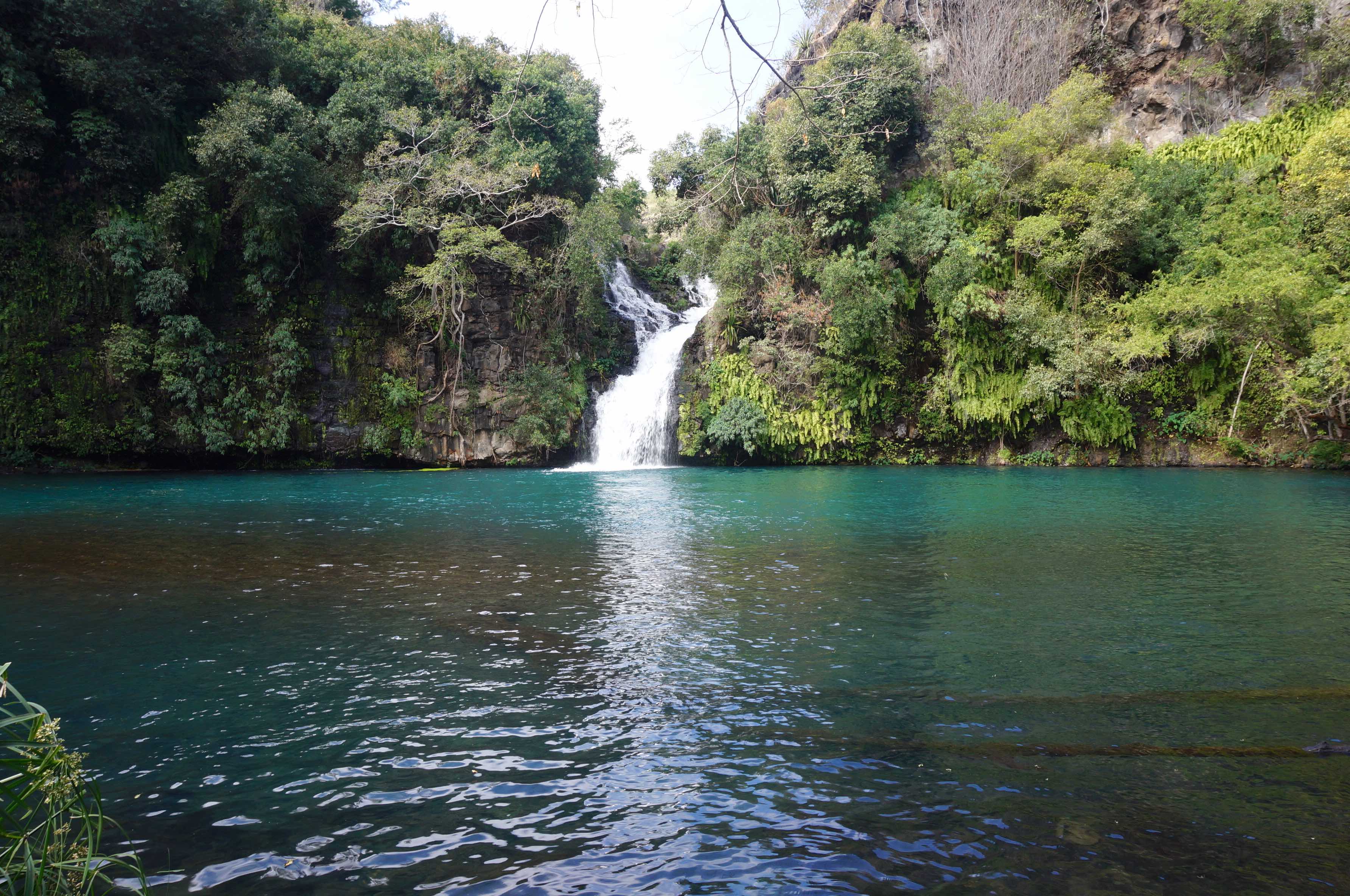 Bassin cormoran, île de la réunion