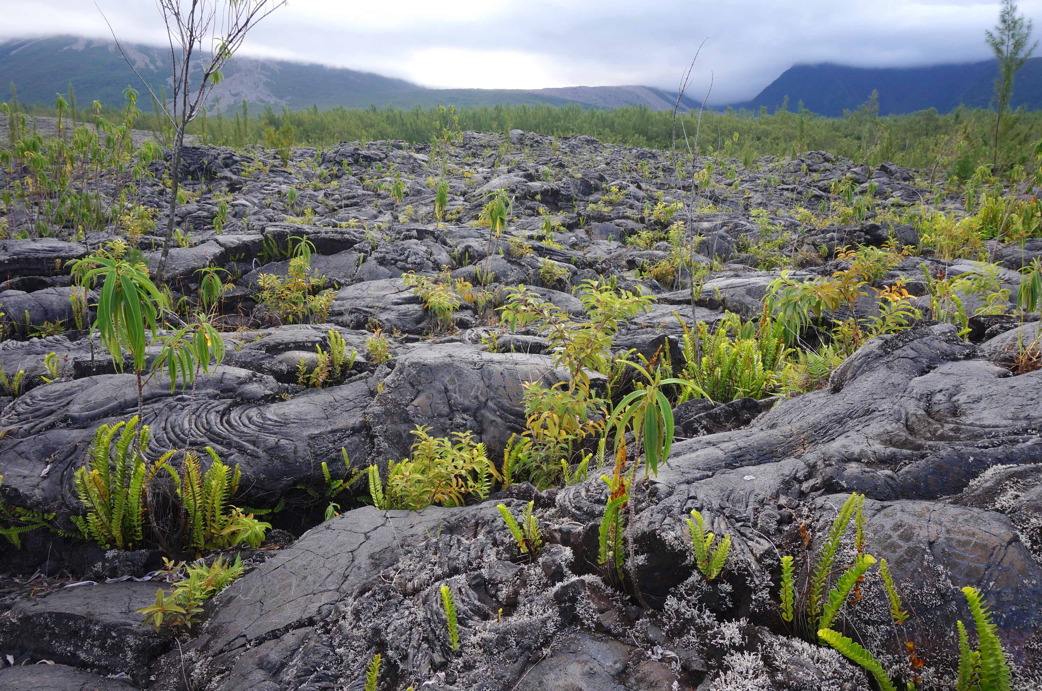 coulée de lave, île de la réunion