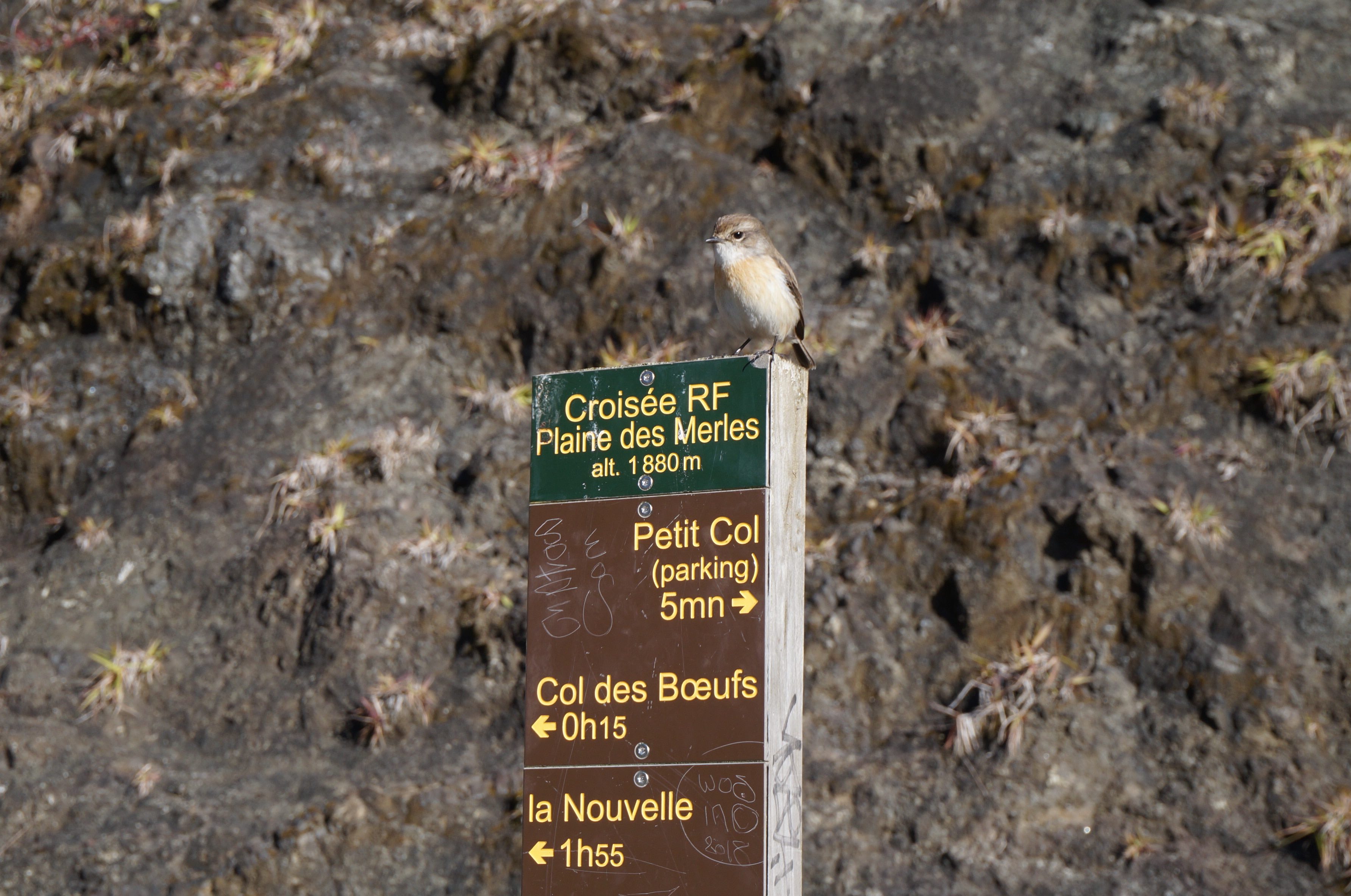 cirque de mafate, oiseau, col des boeufs, réunion