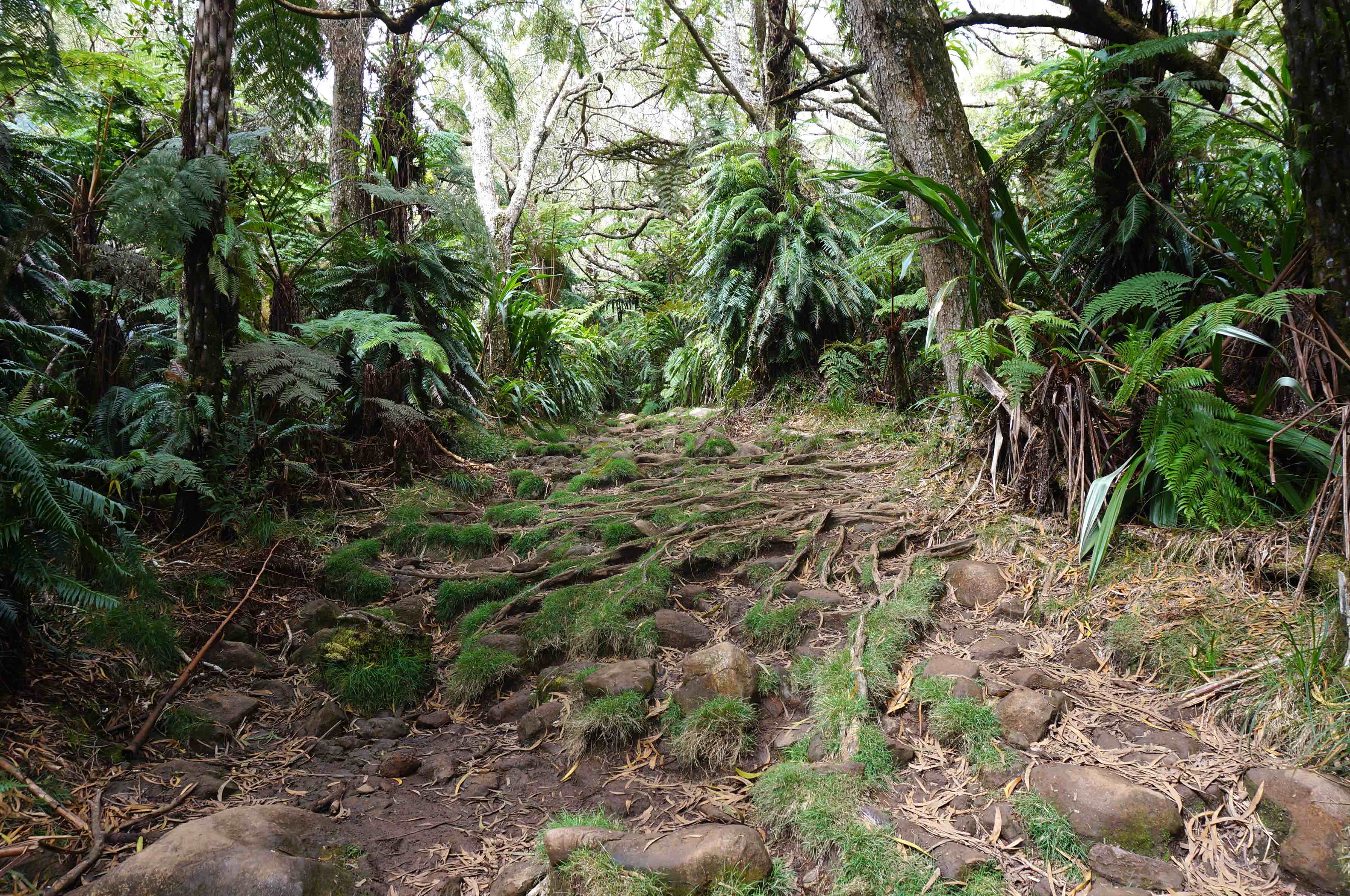 rando trou de fer, forêt, la réunion