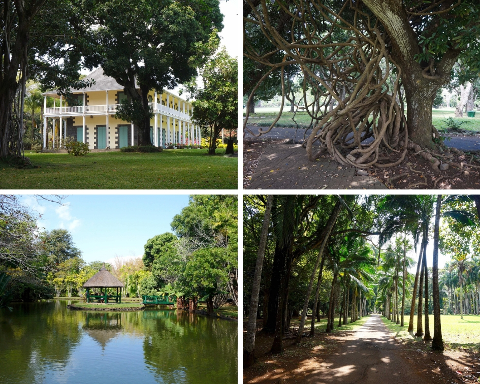 jardin de pamplemousse, île maurice