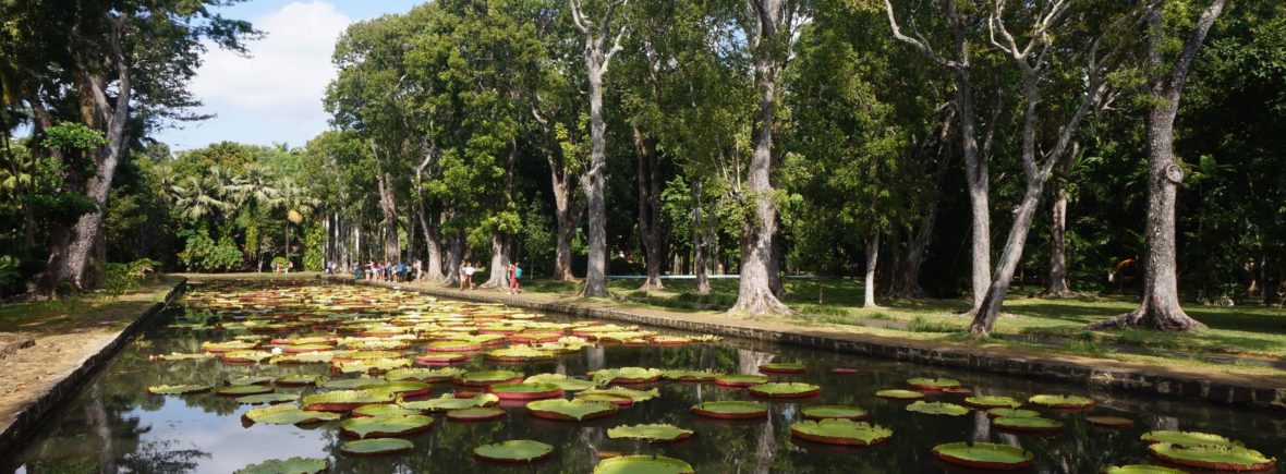 jardin de pamplemousse, île maurice