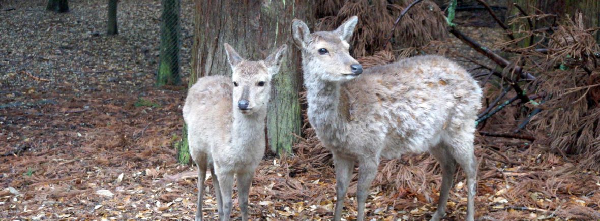 nara, japon