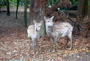 nara, japon