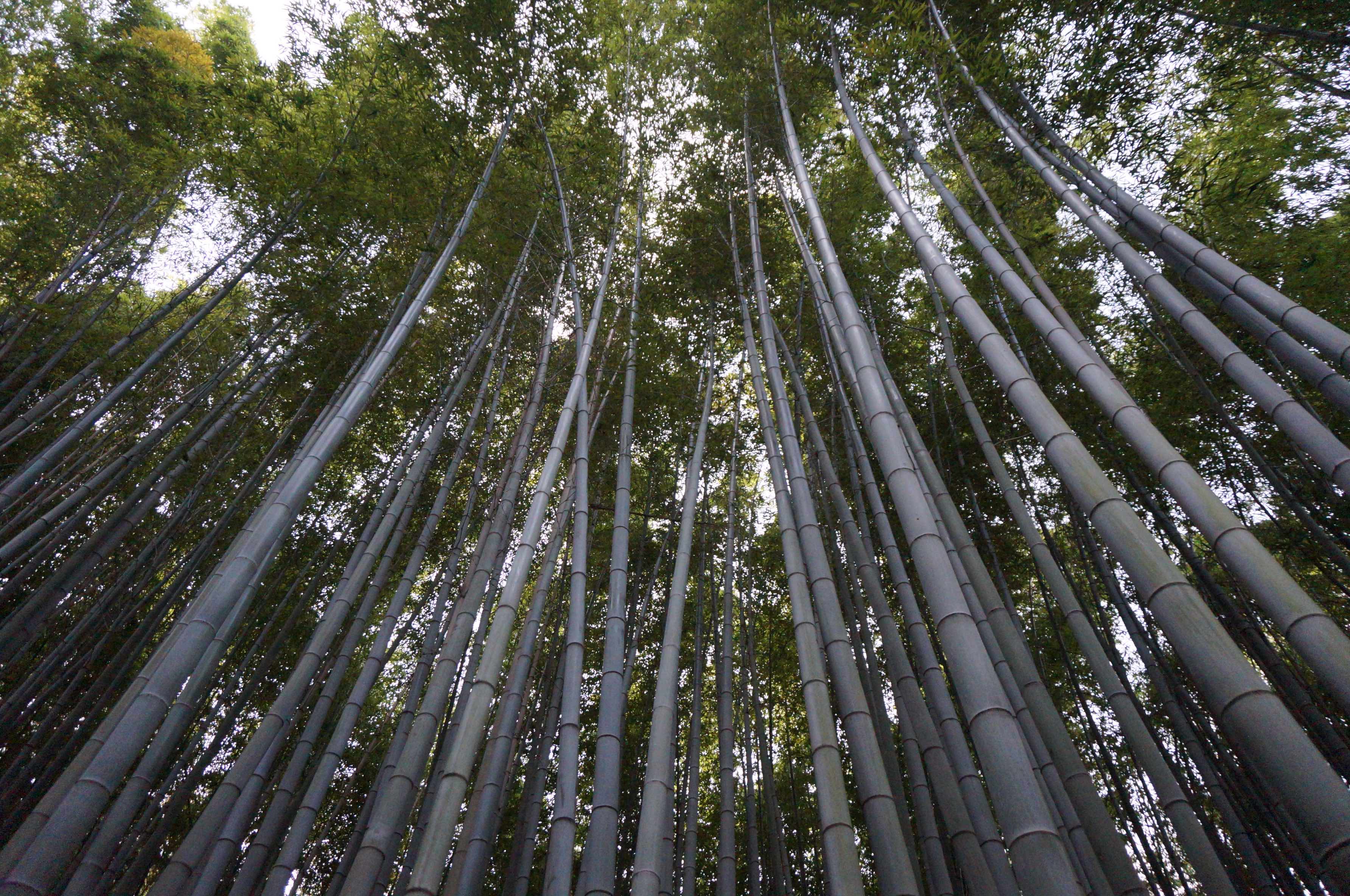 bambouseraie arashiyama, kyoto, japon