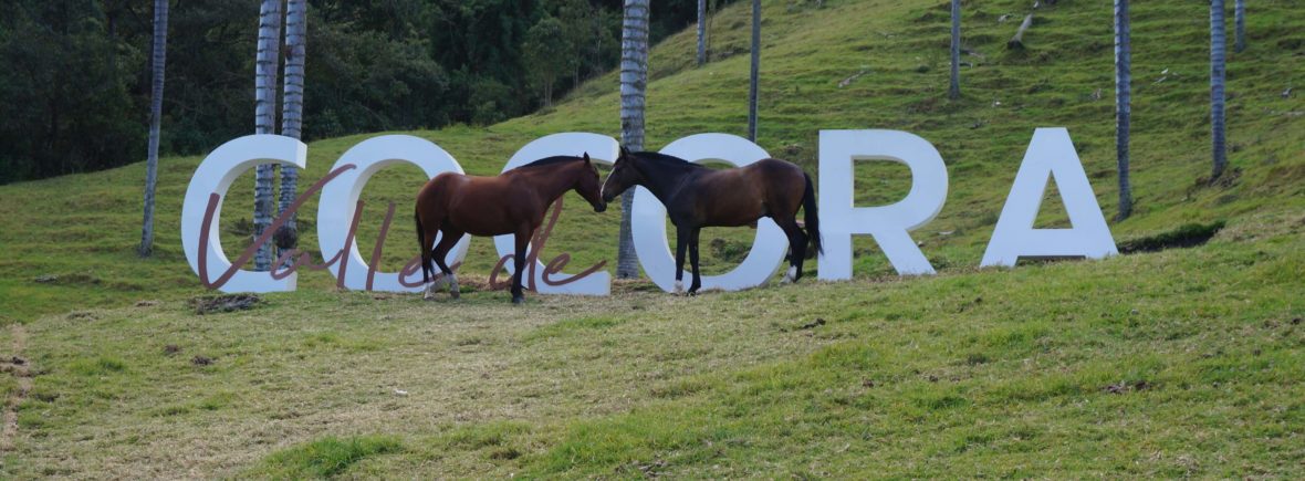 vallée de cocora, salento, colombie