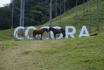 vallée de cocora, salento, colombie