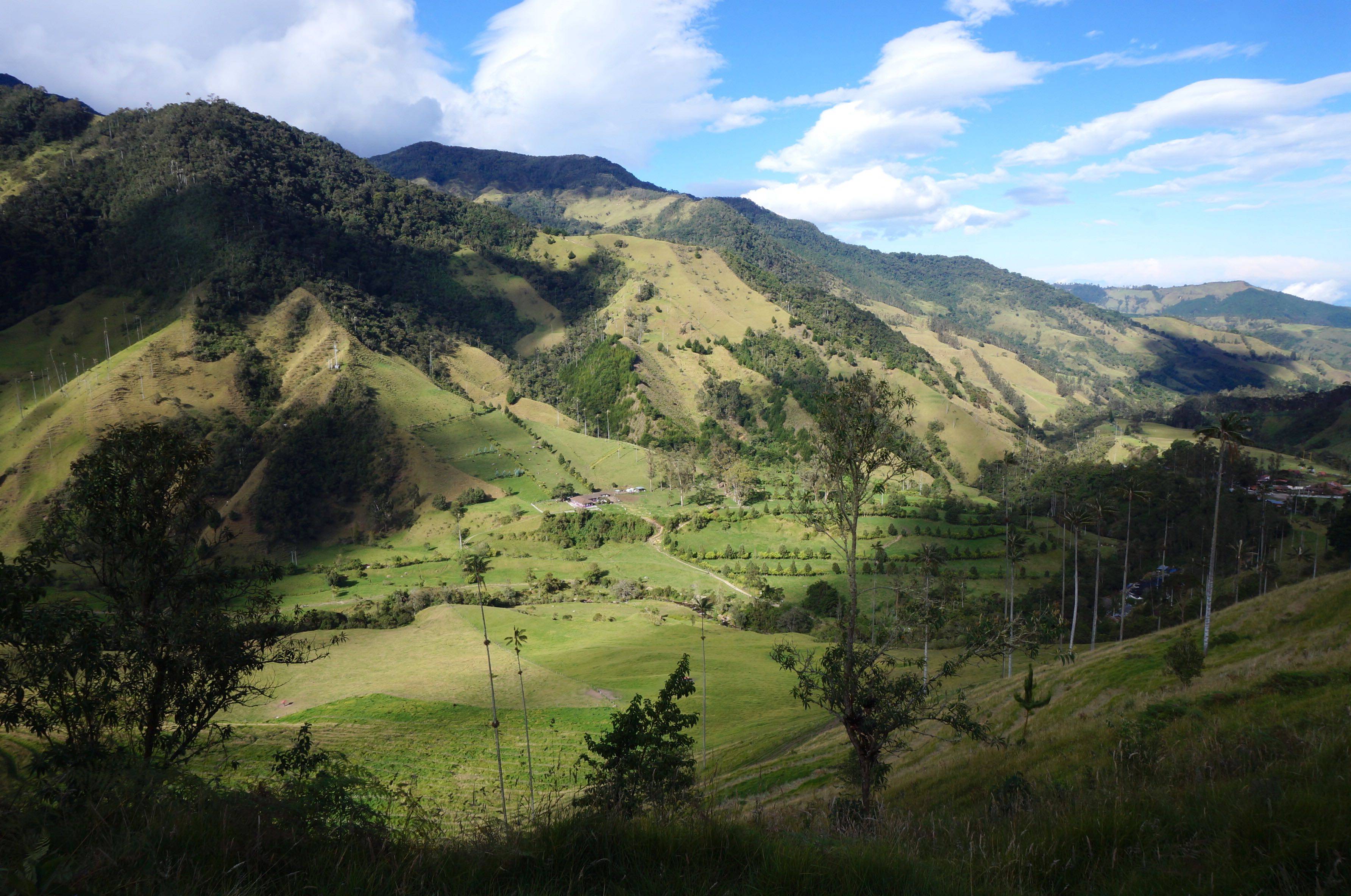 vallée de cocora, colombie
