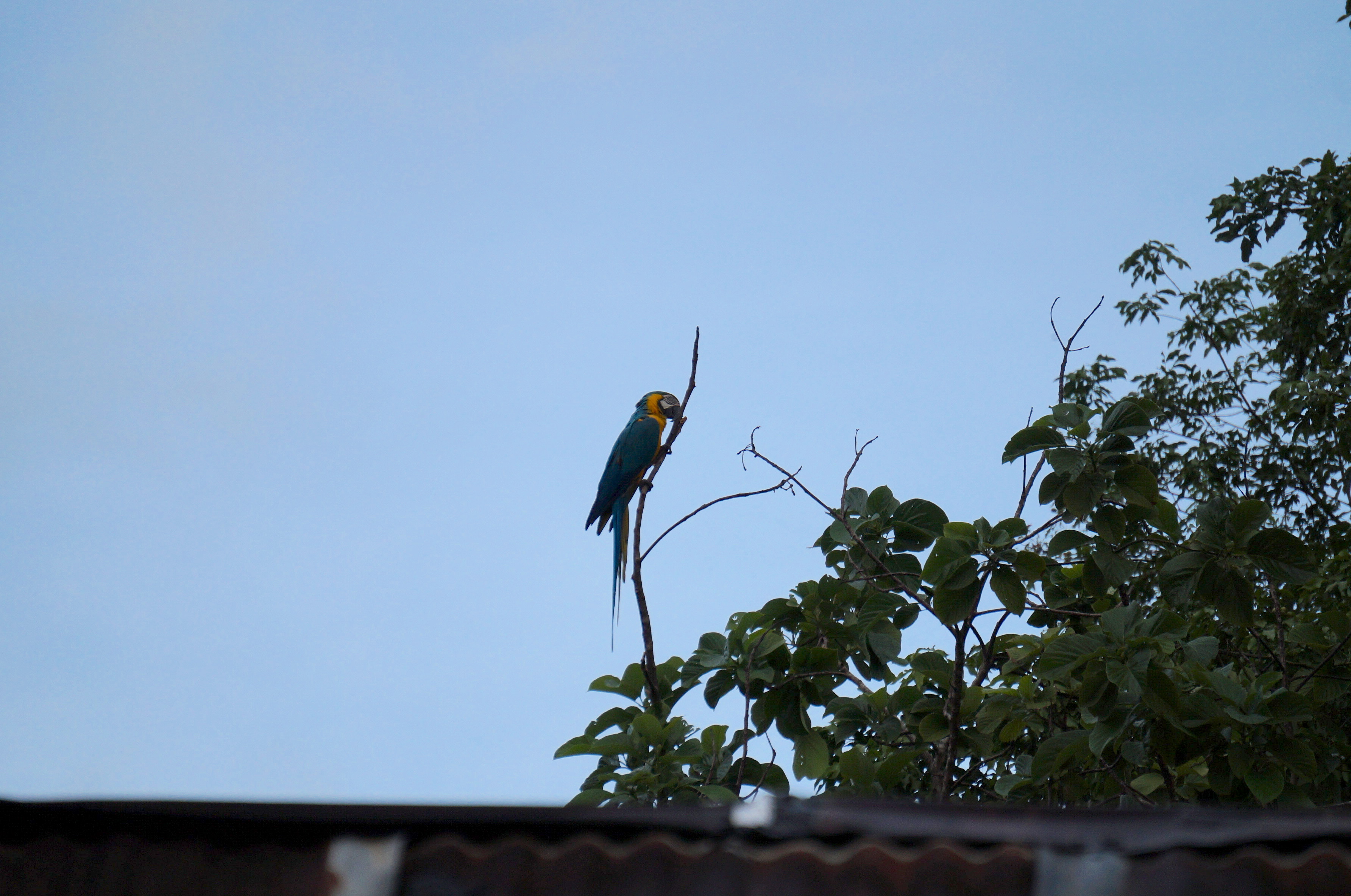 Minca, colombie