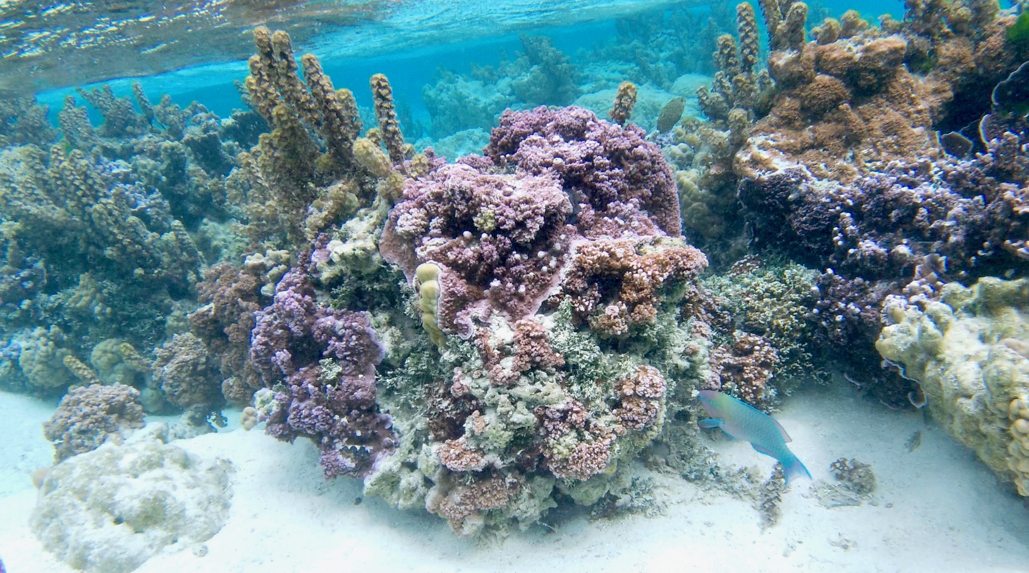 polynésie, tahaa, jardin de corail