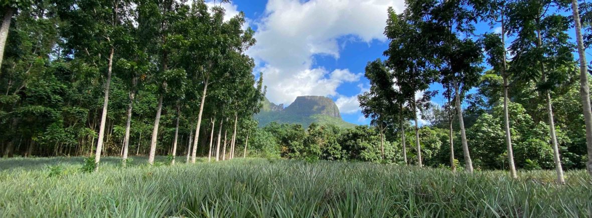 polynesie, moorea, route des ananas