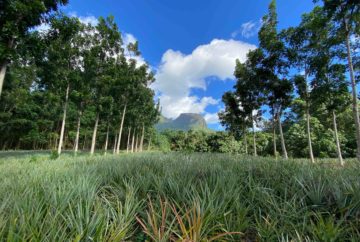 polynesie, moorea, route des ananas