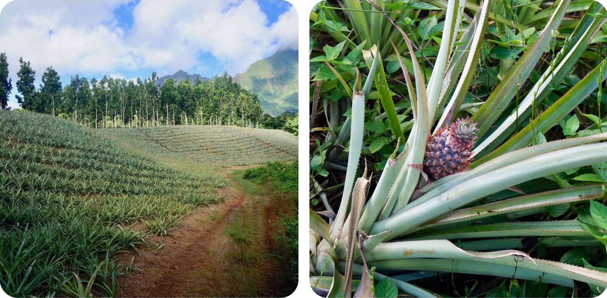 polynesie, moorea, route des ananas