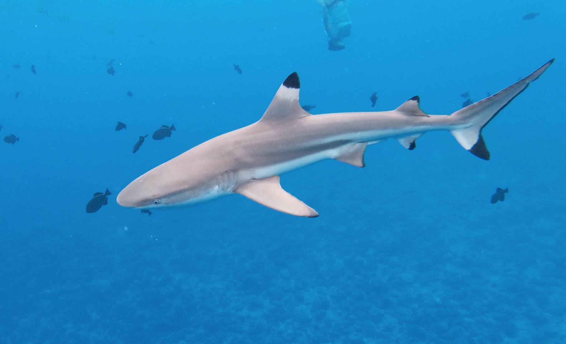 Requin à pointe noire, Polynésie Française, Bora Bora
