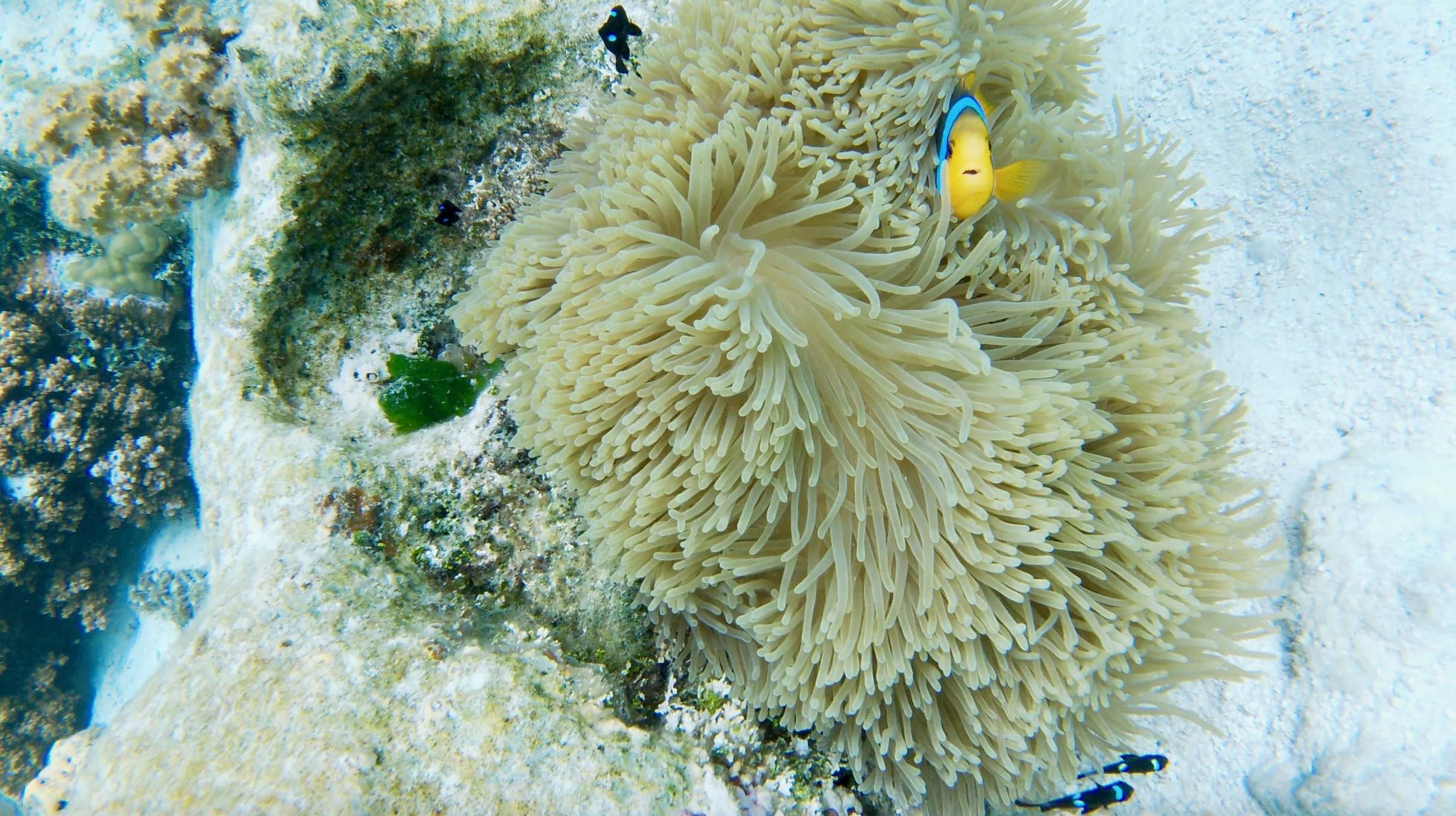 polynésie, tahaa, jardin de corail