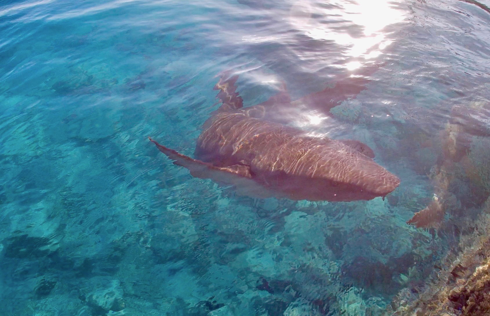 Requin dormeur, Rangiroa, passe d'avatoru, polynésie française