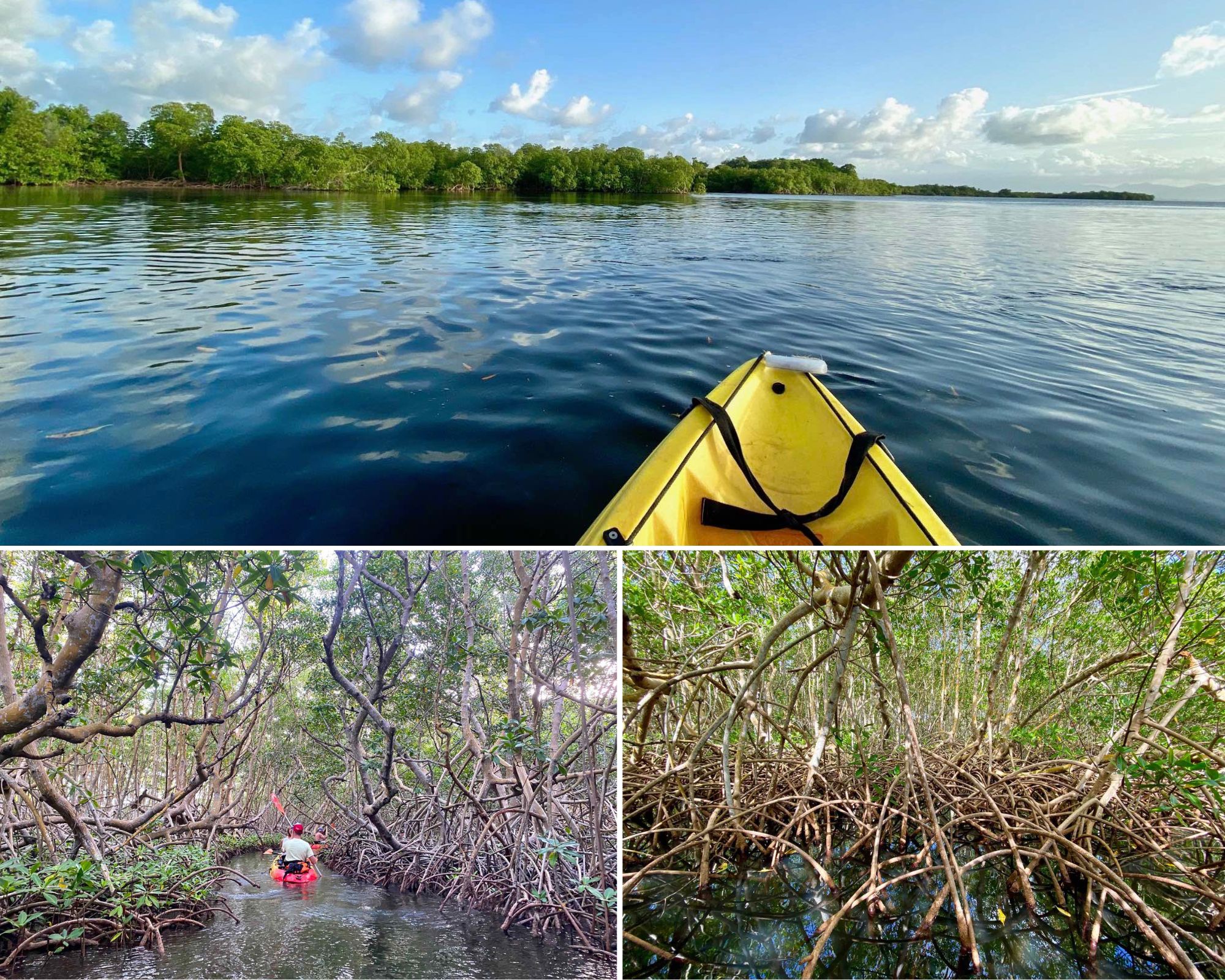 Mangrove, grand cul de sac marin, guadeloupe, grande terre