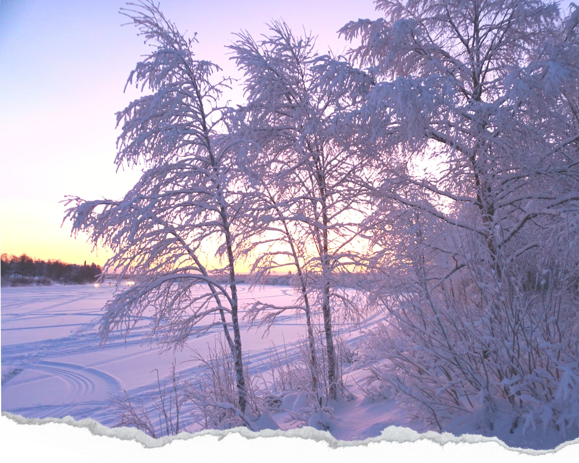 laponie, finlande, nature, arbre enneigé, ivalo