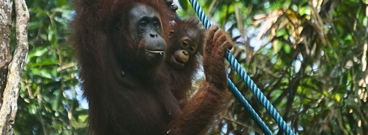 semenggoh, malaisie, borneo, singe orang outan